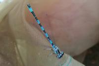 Coenagrion mercuriale