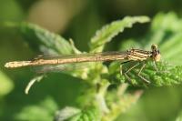 Platycnemis pennipes