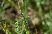 Coenagrion mercuriale