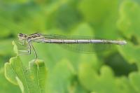 Platycnemis pennipes