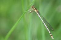 Platycnemis pennipes