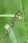 Platycnemis pennipes