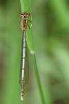 Platycnemis pennipes