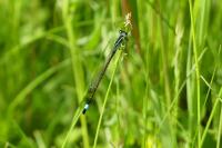 Ischnura elegans