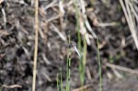 Orthetrum coerulescens