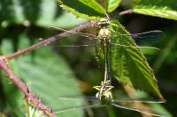 Gomphus pulchellus