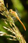 Sympetrum vulgatum