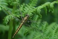 Orthetrum cancellatum