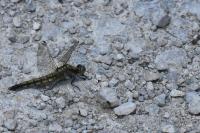 Orthetrum cancellatum