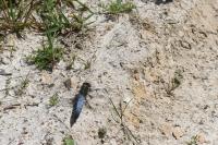 Orthetrum cancellatum