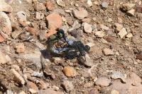 Orthetrum cancellatum