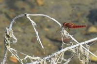 Crocothemis erythraea