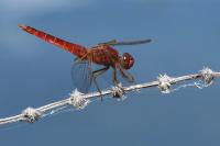 Crocothemis erythraea