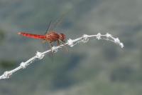 Crocothemis erythraea