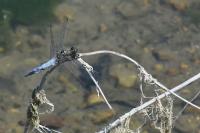 Orthetrum cancellatum