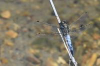 Orthetrum cancellatum