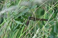 Orthetrum cancellatum