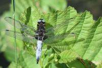 Libellula fulva