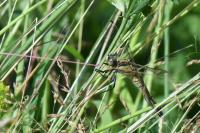 Orthetrum cancellatum
