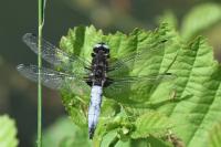 Libellula fulva