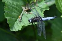 Libellula fulva
