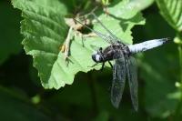 Libellula fulva