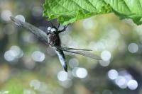 Libellula fulva