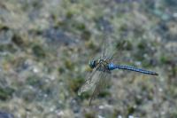 Anax imperator
