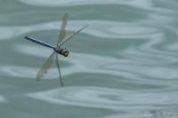 Anax imperator