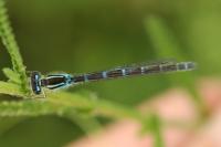 Coenagrion scitulum