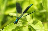 Calopteryx splendens