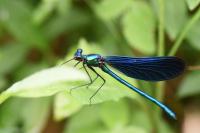 Calopteryx virgo