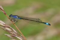Ischnura elegans