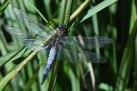 Orthetrum cancellatum
