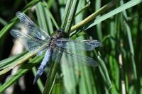 Orthetrum cancellatum