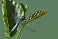 Orthetrum cancellatum