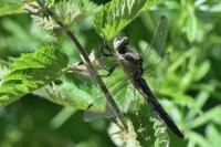 Orthetrum cancellatum