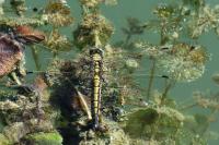 Orthetrum cancellatum