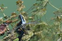 Orthetrum cancellatum