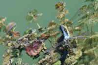 Orthetrum cancellatum