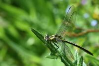 Gomphus pulchellus