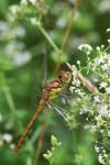 Sympetrum striolatum