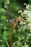 Sympetrum striolatum