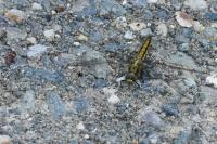 Orthetrum cancellatum