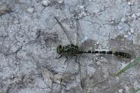 Onychogomphus forcipatus