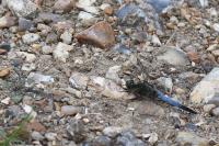 Orthetrum cancellatum