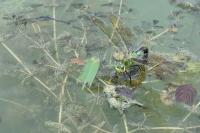 Anax imperator
