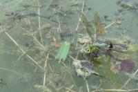 Anax imperator