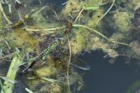 Anax imperator