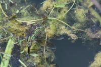 Anax imperator